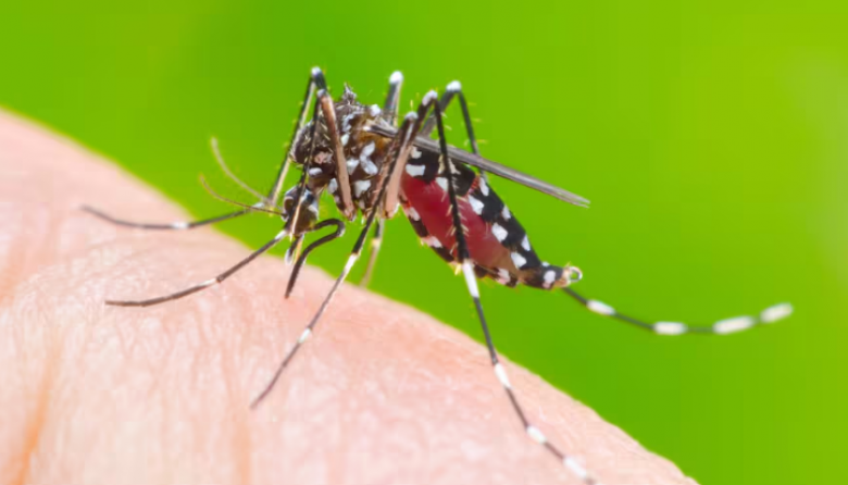 San Cayetano confirmó su primer caso de dengue importado